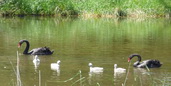 black swans and signets